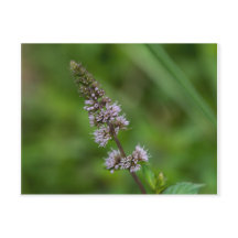 Spearmint Paarse wilde bloemen Briefkaart