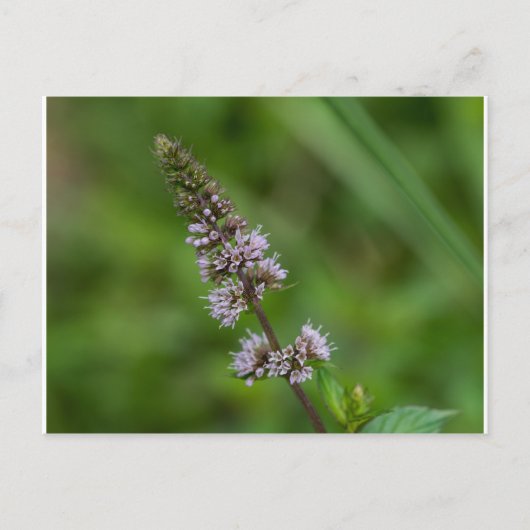 Spearmint Paarse wilde bloemen Briefkaart (Voorkant)