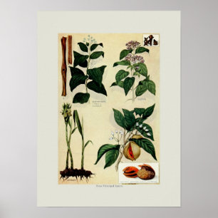 Specerijen Poster