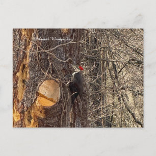 Specht in het Tree Briefkaart