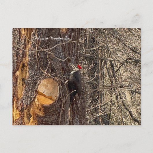 Specht in het Tree Briefkaart (Voorkant)