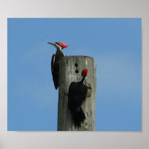 Specht vogels tegen blauwe lucht Foto Poster