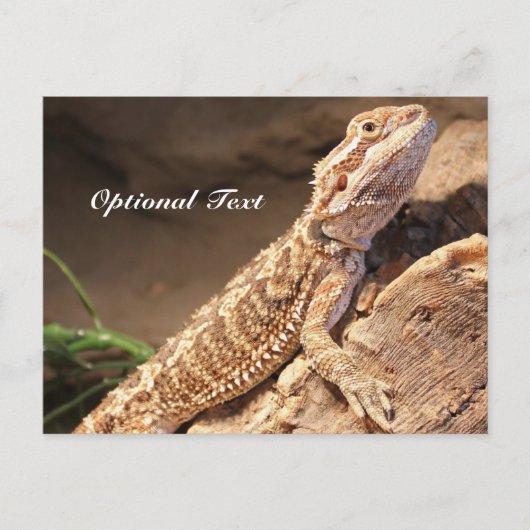 Speciaal Baby gebogen dragon Lizard Briefkaart (Voorkant)