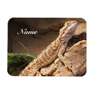 Speciaal Baby gebogen dragon Lizard Magneet