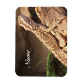 Speciaal Baby gebogen dragon Lizard Magneet (Verticaal)