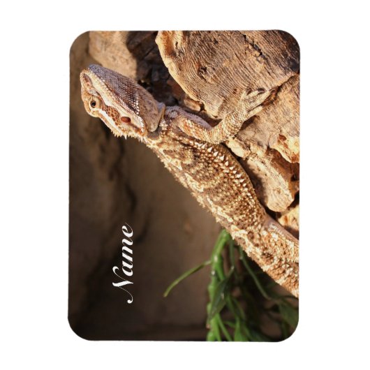 Speciaal Baby gebogen dragon Lizard Magneet (Verticaal)