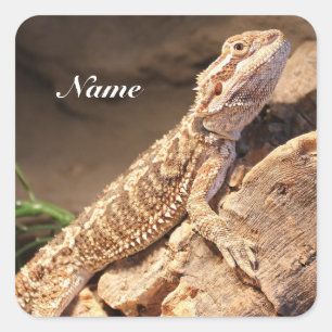 Speciaal Baby gebogen dragon Lizard Vierkante Sticker