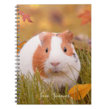 Speciaal / Cute Guinea Pig. & Autumn Leaves