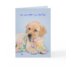 Speciaal geel Labrador van Eggstra puppy Pasen