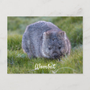 Speciaal gepersonaliseerd stommeltje Animal Tasman Briefkaart