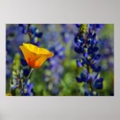 Speciaal Poster (Voorkant)