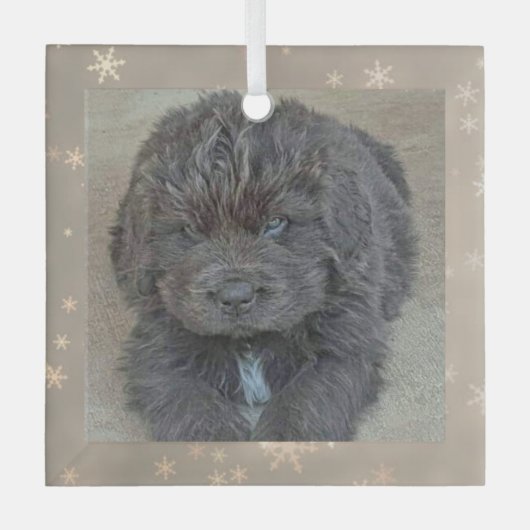 Special Order Carol B Gray Puppy Glass Ornament (Voorkant)