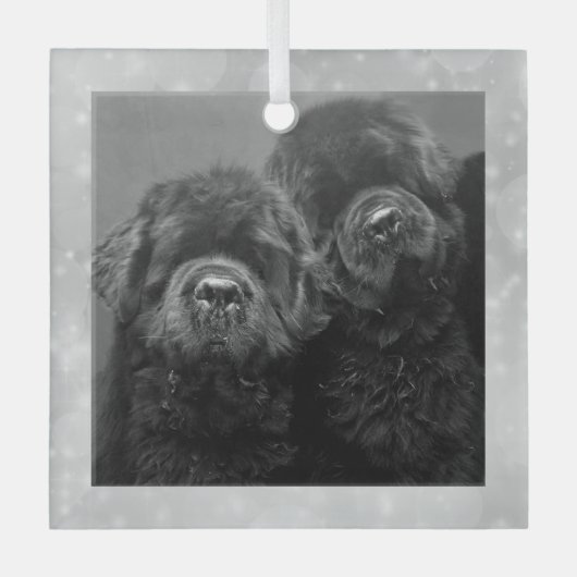 Special Order Two Newfs Glass Ornament (Voorkant)
