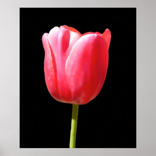 Speciale Enkele Steel Tulp Schilderij Poster (Voorkant)