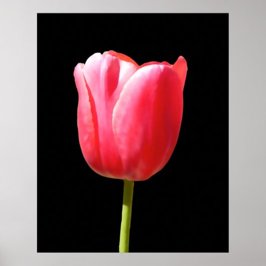 Speciale Enkele Steel Tulp Schildering Poster (Voorkant)