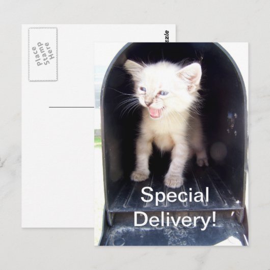 Speciale kat briefkaart (Voorkant / Achterkant)