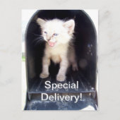 Speciale kat briefkaart (Voorkant)
