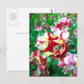 Speciale tulpen - Briefkaart (Voorkant / Achterkant)