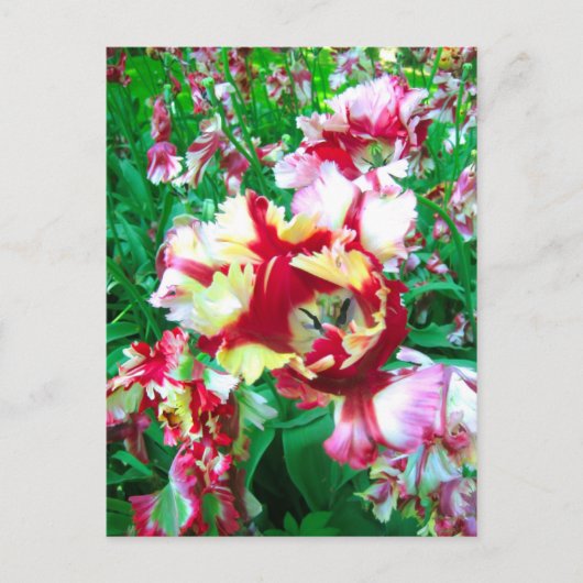 Speciale tulpen - Briefkaart (Voorkant)