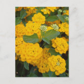 Speciale vriendelijke positieve gele bloemen aanmo briefkaart (Voorkant)