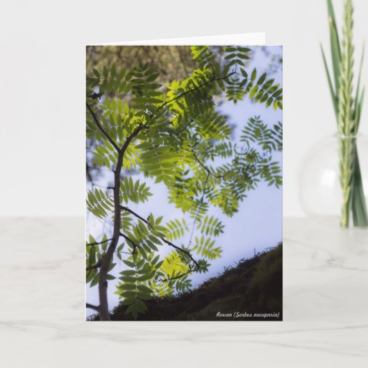 Species: Rowan Kaart (Voorkant)