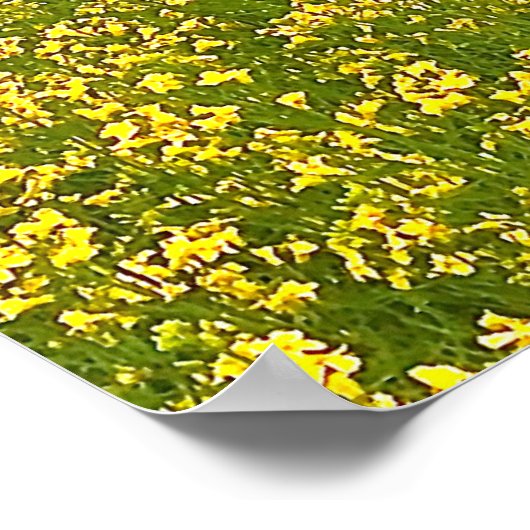 Speckle Park vee onder regendouche, zonsondergang  Poster (Hoek)