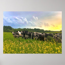 Speckle Park vee onder regendouche, zonsondergang  Poster