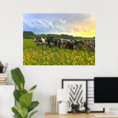 Speckle Park vee onder regendouche, zonsondergang  Poster (Thuiskantoor)