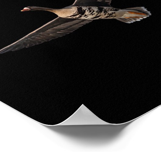 Specklebelly Goose Shirt Witte Gans Byr B Poster (Hoek)