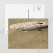 Speckles Briefkaart (Voorkant / Achterkant)