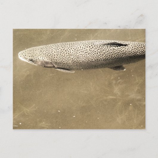 Speckles Briefkaart (Voorkant)