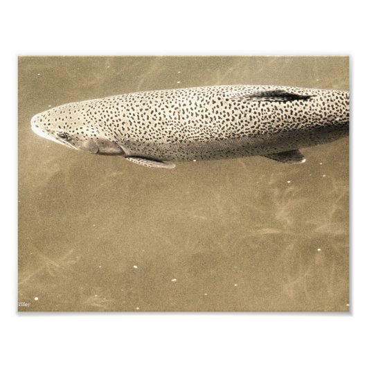 Speckles Foto Afdruk (Voorkant)