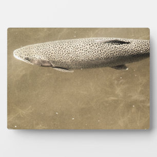 Speckles Fotoplaat