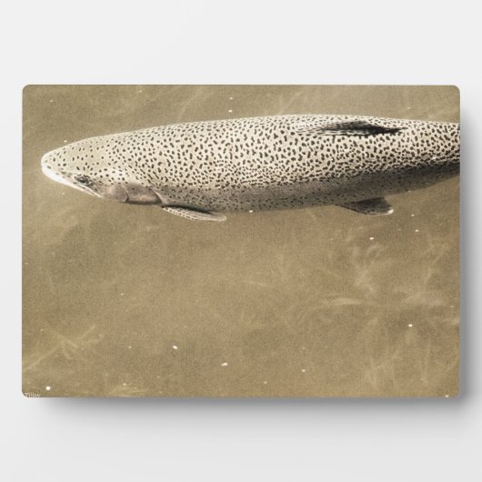 Speckles Fotoplaat (voorkant)
