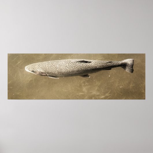 Speckles Poster (Voorkant)