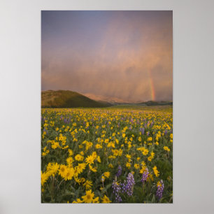Spectaculair bloemenweiland bij zonsopgang in poster