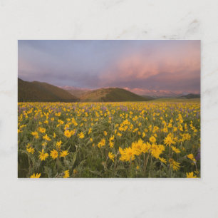 Spectaculair weiland met wilde bloemen bij zonsopg briefkaart