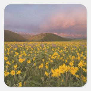 Spectaculair weiland met wilde bloemen bij zonsopg vierkante sticker