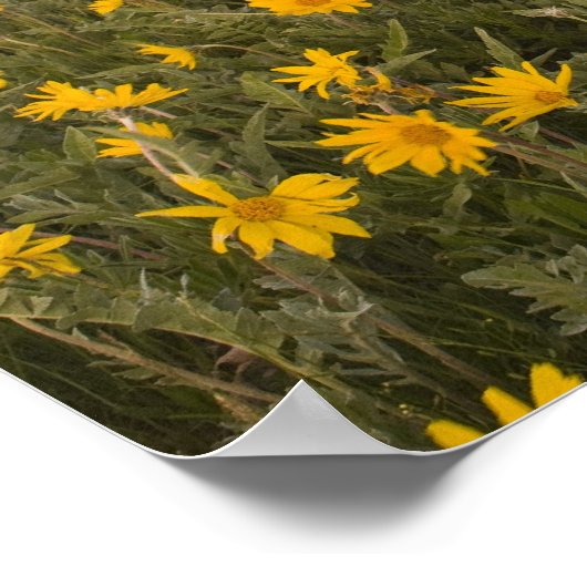 Spectaculaire wildbloemweide bij zonsopgang in poster (Hoek)