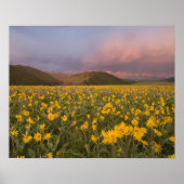 Spectaculaire wildbloemweide bij zonsopgang in poster (Voorkant)