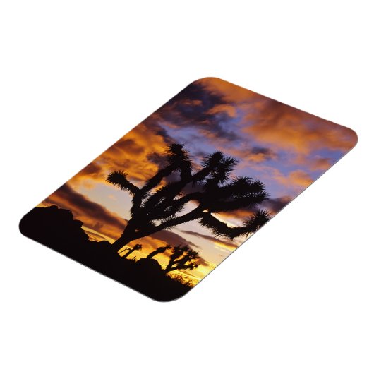 Spectaculaire zon in Joshua Tree National Park Magneet (Linkerzijde)