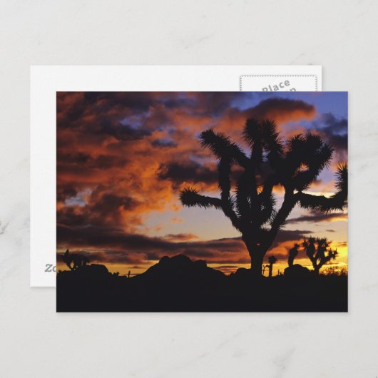 Spectaculaire zonsopgang bij Joshua Tree National Briefkaart (Voorkant / Achterkant)