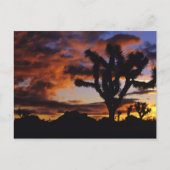 Spectaculaire zonsopgang bij Joshua Tree National Briefkaart (Voorkant)
