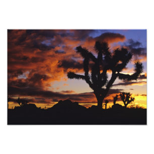 Spectaculaire zonsopgang bij Joshua Tree National Foto Afdruk