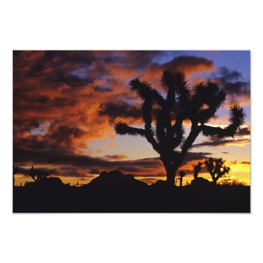 Spectaculaire zonsopgang bij Joshua Tree National Foto Afdruk (Voorkant)