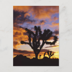 Spectaculaire zonsopgang in Joshua Tree National P Briefkaart
