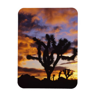 Spectaculaire zonsopgang in Joshua Tree National P Magneet