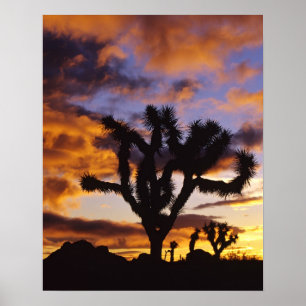 Spectaculaire zonsopgang in Joshua Tree National P Poster