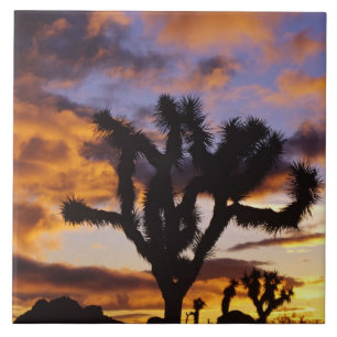 Spectaculaire zonsopgang in Joshua Tree National P Tegeltje