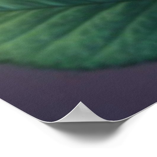 Spectrum Bloom - Levendig Rainbow Roos Poster (Hoek)